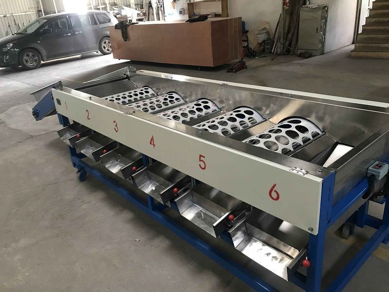 lemon size sorter machine